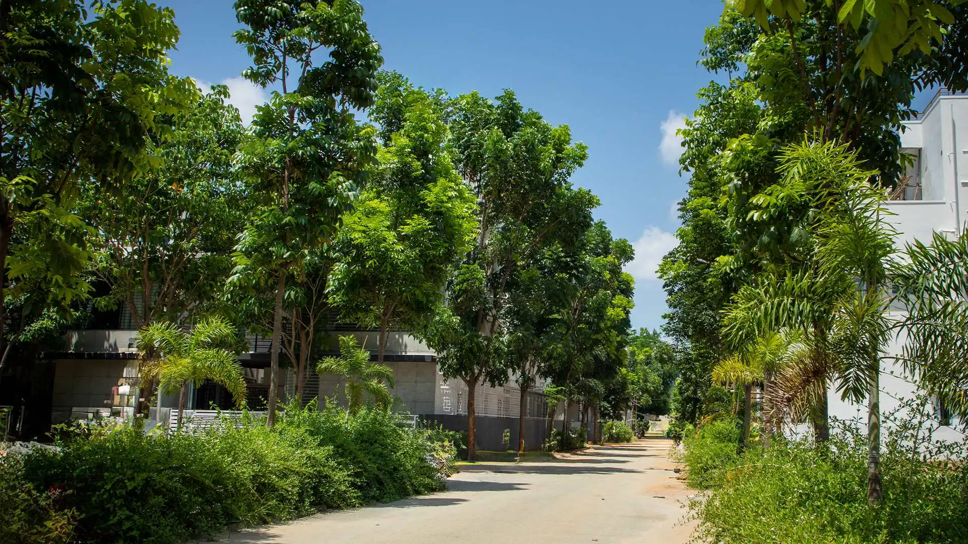 Forest View